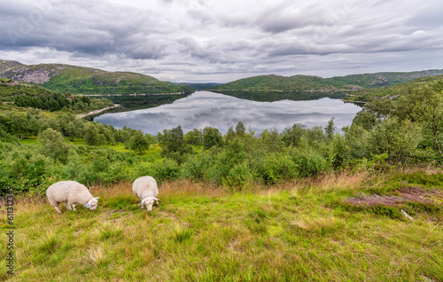 Sheep in Norway Landscape with Lake and Reflection. Cloudy Blue Sky.