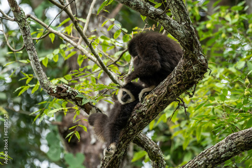 Gibbon sleeping on a tree