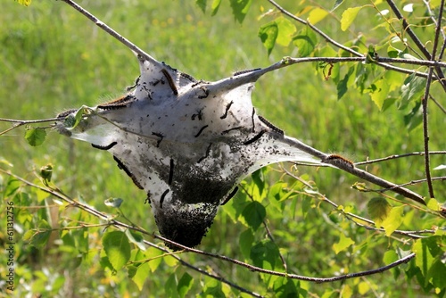 Caterpillars of fruit ermine moth (Yponomeuta padellus) on a tree branch.Tree and leaf pests and diseases.