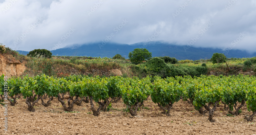 Vineyard in La Rioja with mountains and cloudy sky, Spain Vineyard in La Rioja with mountains and cloudy sky, Spain