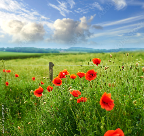 Countryside, flowers and red poppies in field for natural beauty, spring mockup and blossom. Nature, plant background and closeup of flower in grass for environment, ecosystem and flora in meadow