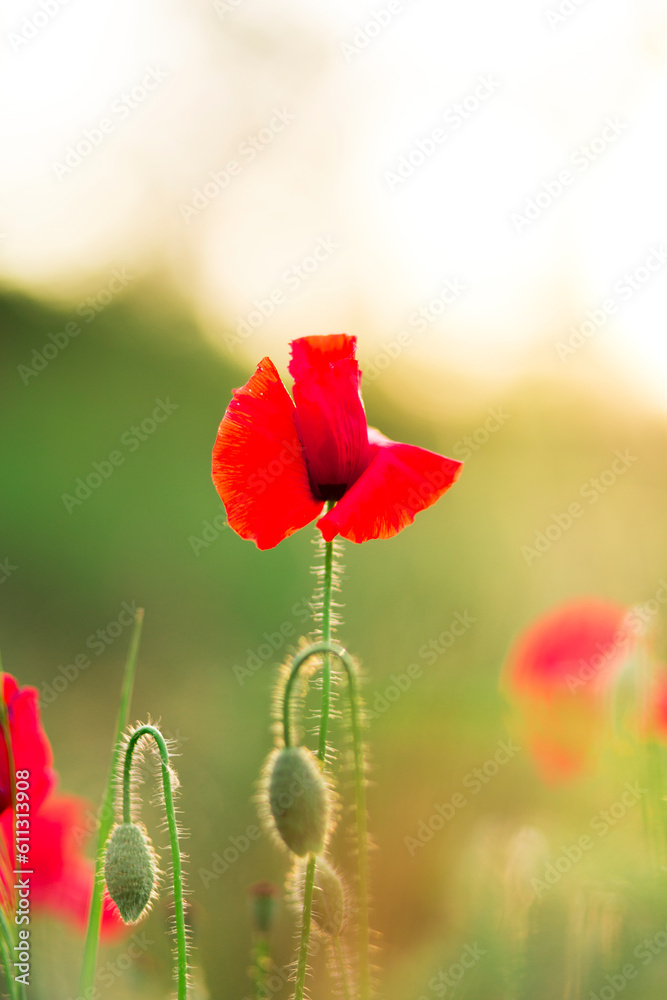 Poppy flower or papaver rhoeas poppy on sunset Field of Corn Poppy Flowers Papaver rhoeas in Spring close up. Poppy flower or papaver rhoeas poppy on sunset Field of Corn Poppy Flowers Papaver rhoeas in Spring close up.