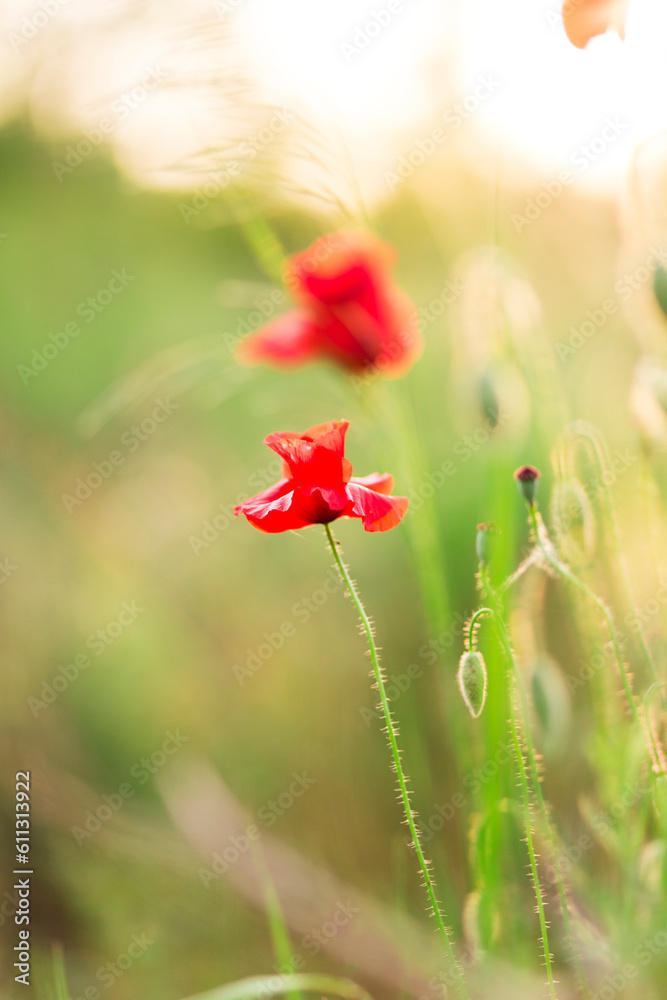 Poppy flower or papaver rhoeas poppy on sunset Field of Corn Poppy Flowers Papaver rhoeas in Spring close up.