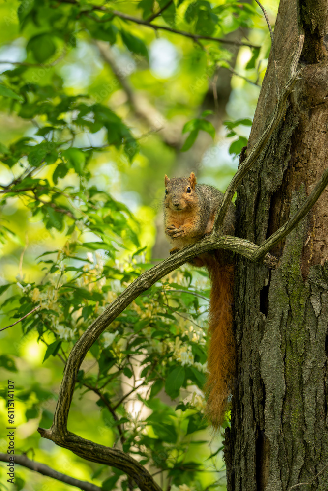 Longest Tail on a Squirrel, Generative AI denoise Longest Tail on a Squirrel, Generative AI denoise