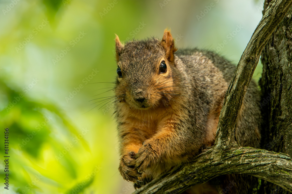 Illinois Squirrel, animals in the wild. Generative AI denoise Illinois Squirrel, animals in the wild. Generative AI denoise