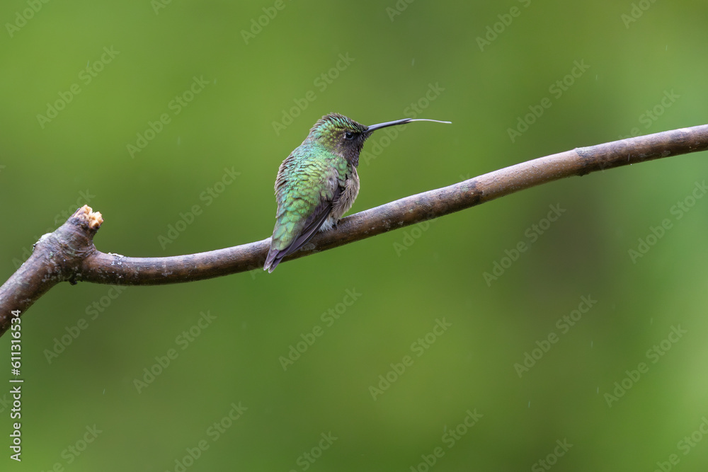 Fototapeta premium Rubby-throated Hummingbird