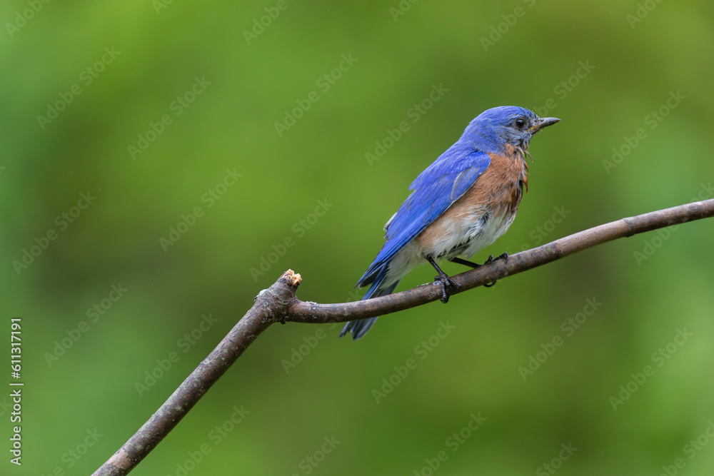 Male Bluebird