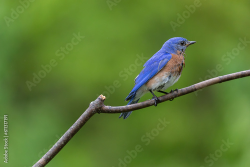 Male Bluebird © Mark Paul