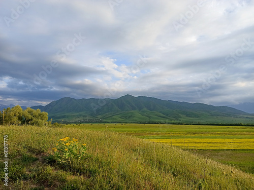 Blooming fields against the backdrop of mountains. Beautiful mountain landscape. Blooming summer herbs. Spring landscape. Kyrgyzstan.