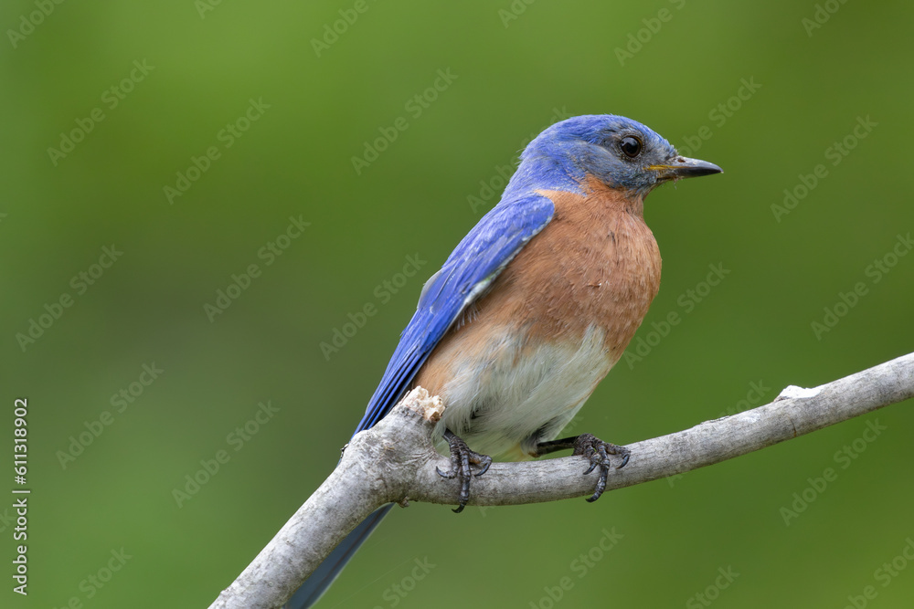 Obraz premium Male Eastern Bluebird