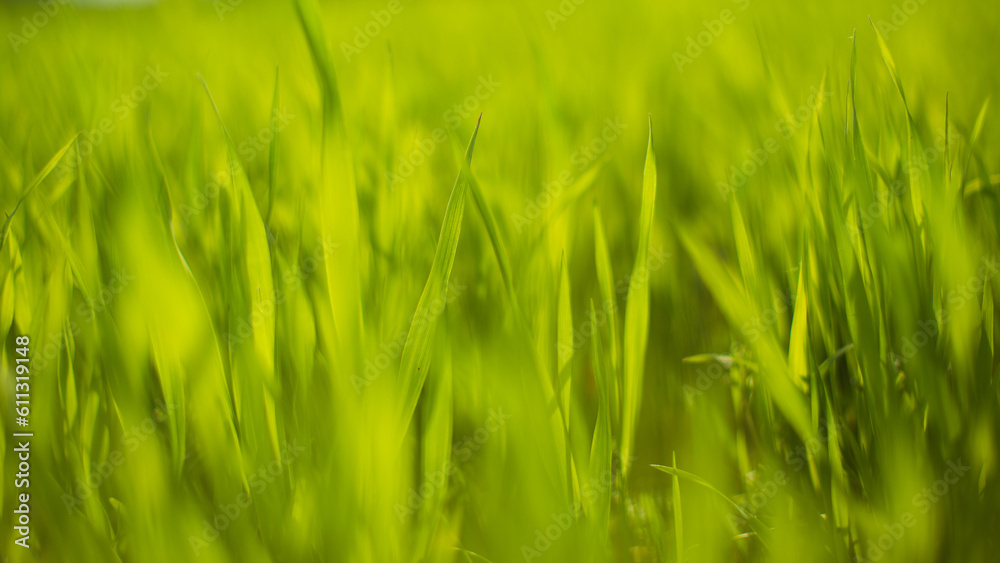 Obraz premium Fresh green grass on a sunny summer day close-up. Beautiful natural rural landscape with a blurred background for nature-themed design and projects