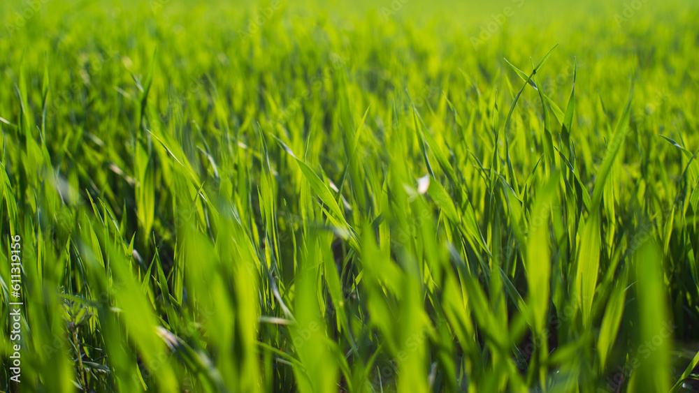 Obraz premium Fresh green grass on a sunny summer day close-up. Beautiful natural rural landscape with a blurred background for nature-themed design and projects