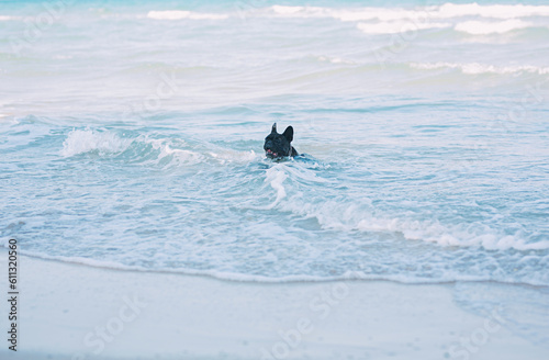 Black dog playing in ocean waves during vacation