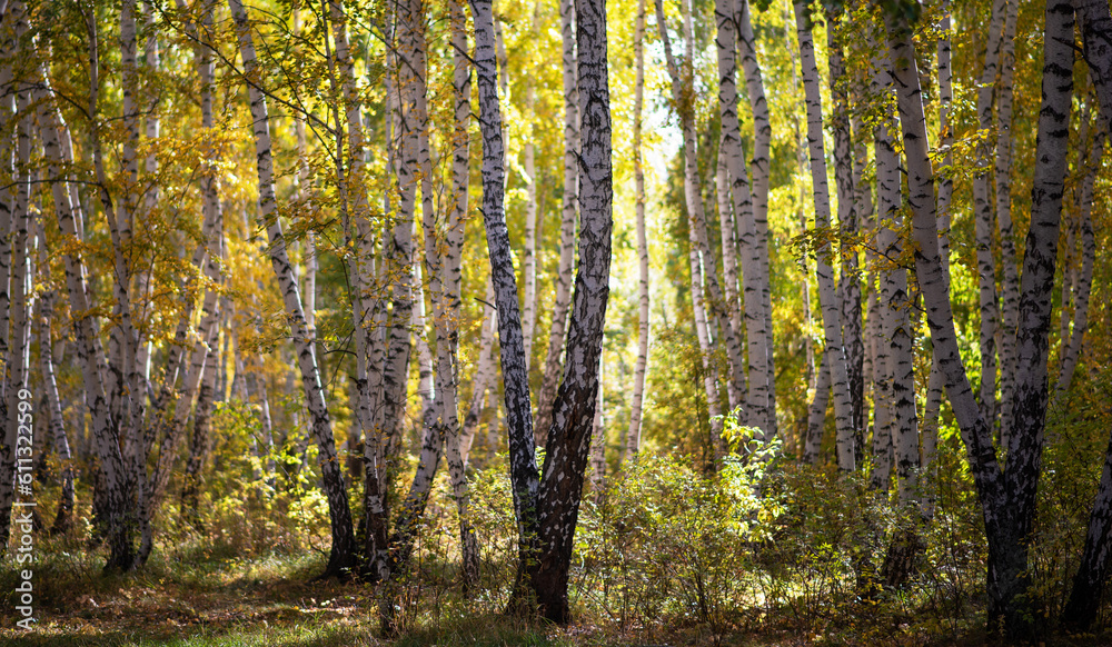 A picturesque landscape with a pleasant warm sun. Autumn forest landscape with sunlight and colorful autumn leaves on tall trees, beauty in nature for posters, backgrounds or wallpapers.