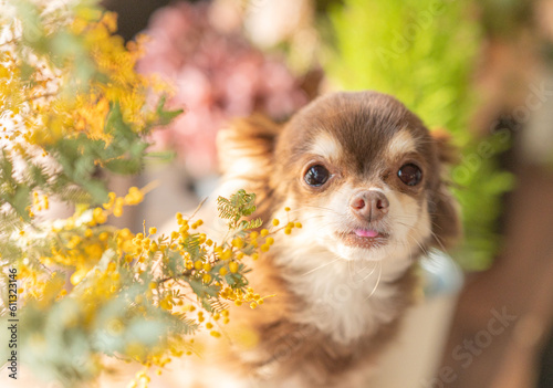 あざとい犬
