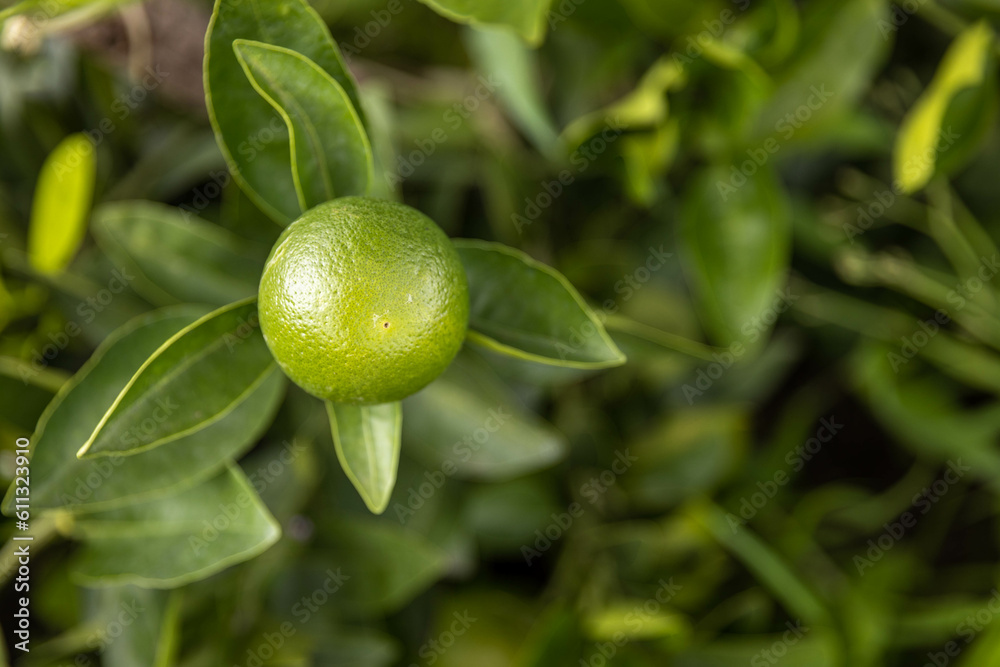 Young Bright Green Orange Fruit in the Garden Young Bright Green Orange Fruit in the Garden