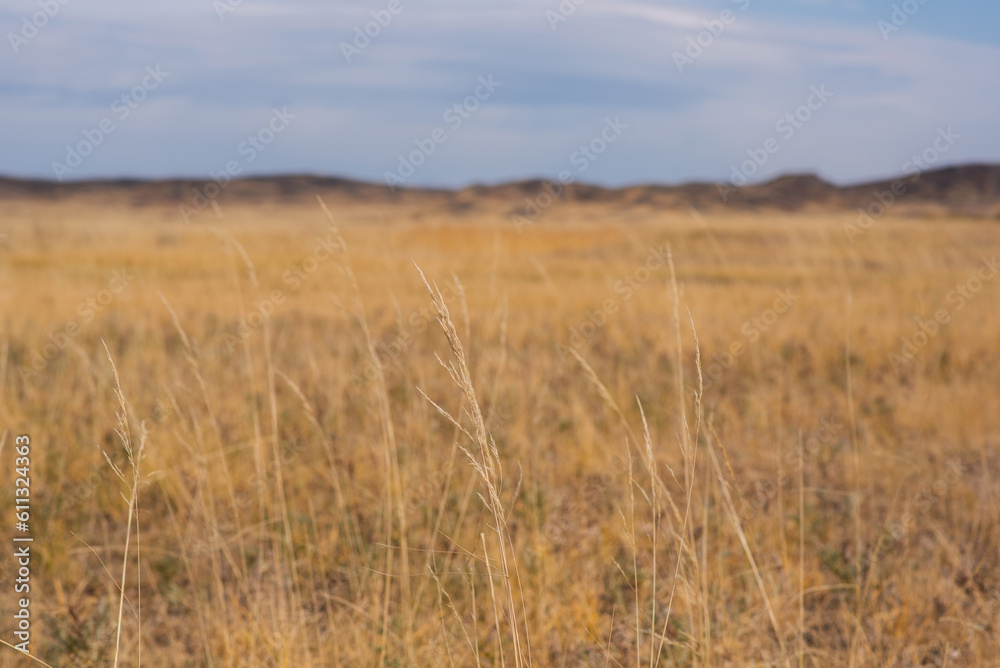 Savanna covered with dry yellow grass and hills on the distant. White clouds in the blue sky. Desert in Namibia. Hot day. Travel to Africa. Savanna covered with dry yellow grass and hills on the distant. White clouds in the blue sky. Desert in Namibia. Hot day. Travel to Africa.