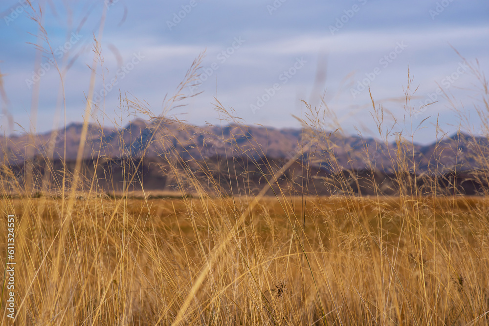 Obraz premium Landscape of the Tibetan Plateau. Yellow wild grass against the backdrop of a mountain range. An amazing view of a desolate plain with dry grass in the foreground and mountains in the distance.
