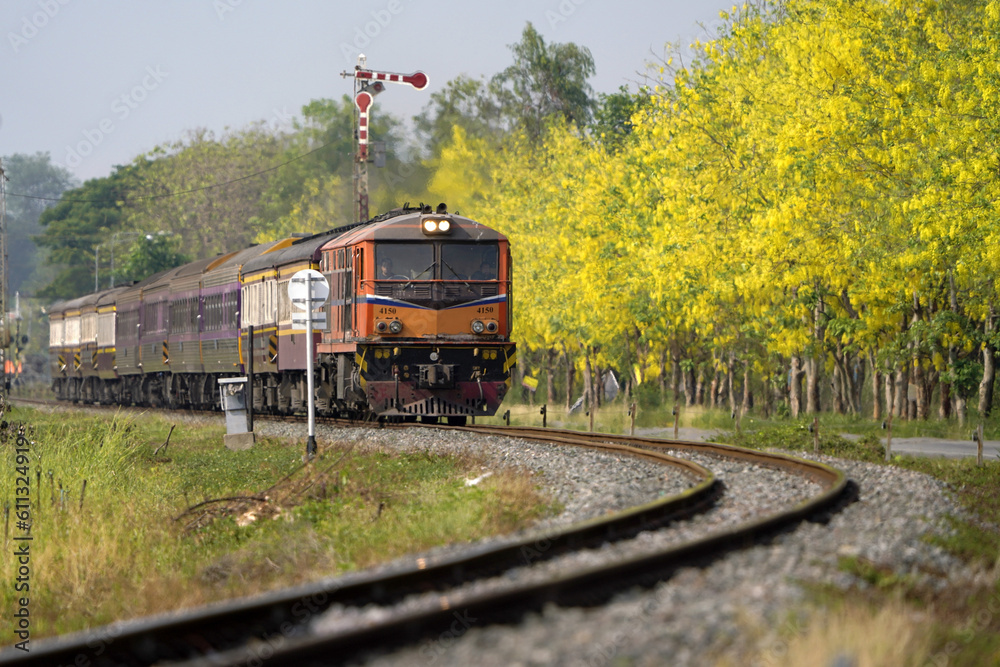 The Train railway transportation with Yellow flowers season in Chiang-Mai, Thailand. 