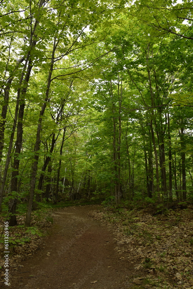 Fototapeta premium A trail in the forest in spring, Québec, Canada