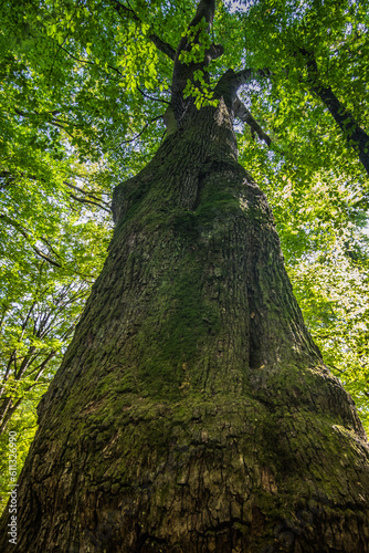 Giant old oak 450 years old. A bottom-up view of a giant oak tree. Green old oak tree in the park near Shenborn Palace. Looking up at giant old oak beautiful tree. Transcarpathia. Ukraine. photo