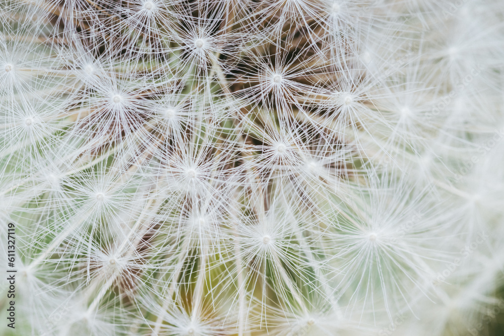 Fluffy white dandelion close-up on green background. Macro shot.. Dandelion seeds close-up abstract natural background Fluffy white dandelion close-up on green background. Macro shot.. Dandelion seeds close-up abstract natural background