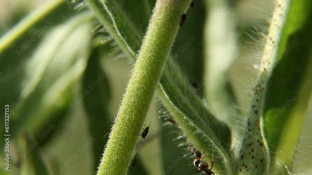 Insects crawl on the plant. Ants run along the green stem. Insects crawl on the plant. Ants run along the green stem.