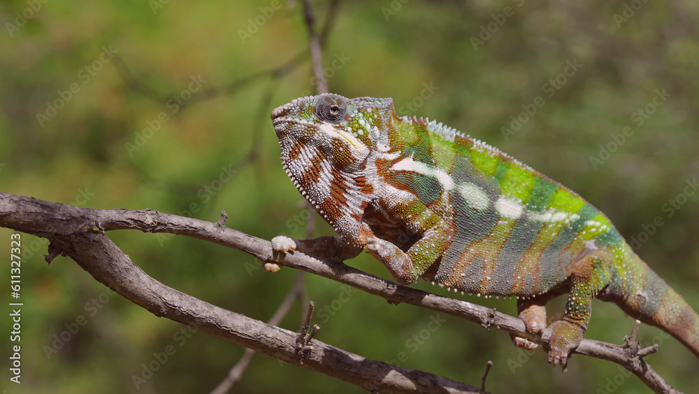 Bright Panther chameleon (Furcifer pardalis) climbing tree branches Bright Panther chameleon (Furcifer pardalis) climbing tree branches