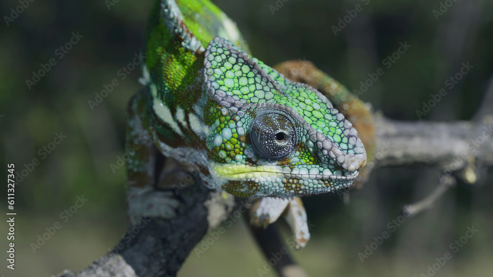 Fototapeta premium Portrait of Bright Panther chameleon (Furcifer pardalis) looking at the camera