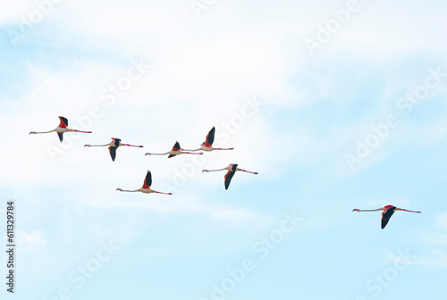 flying Greater flamingo photo