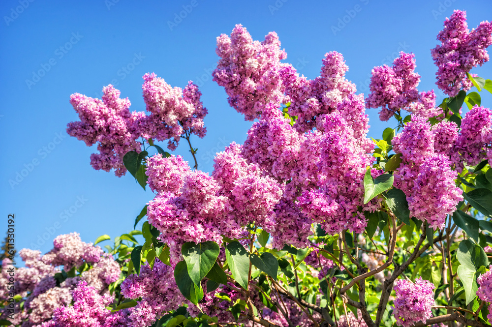 Blooming pink lilac and blue sky, VDNKh, Moscow Blooming pink lilac and blue sky, VDNKh, Moscow