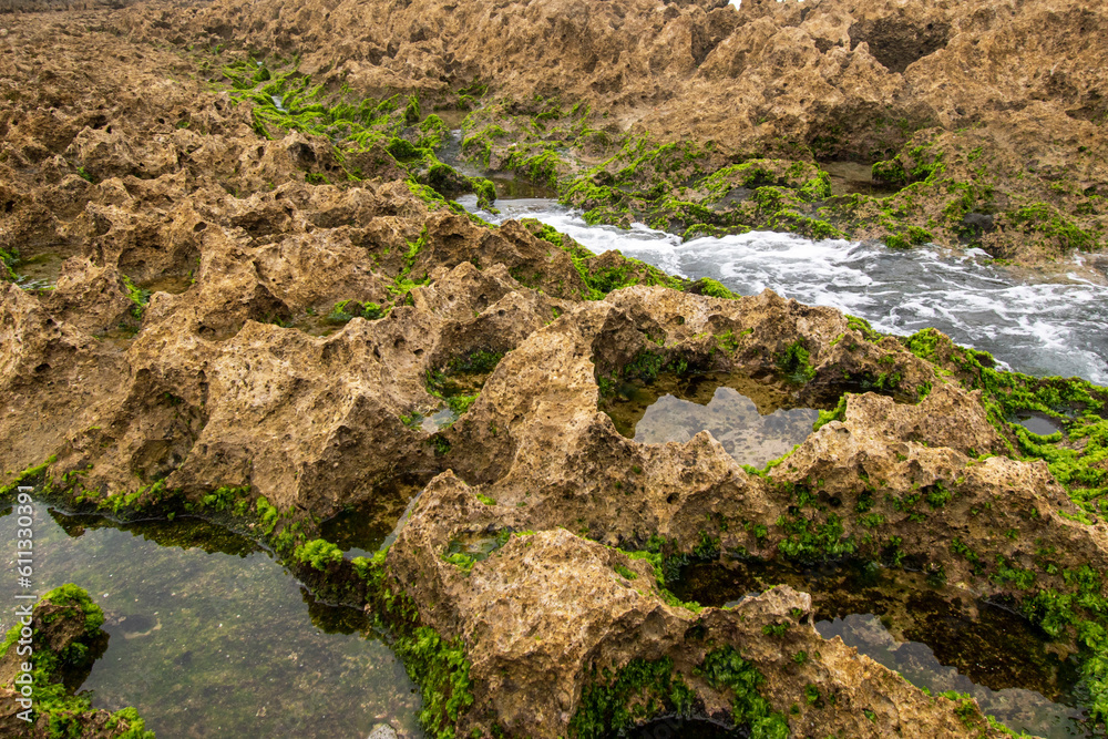 The coral on the beach is mossy and has holes The coral on the beach is mossy and has holes