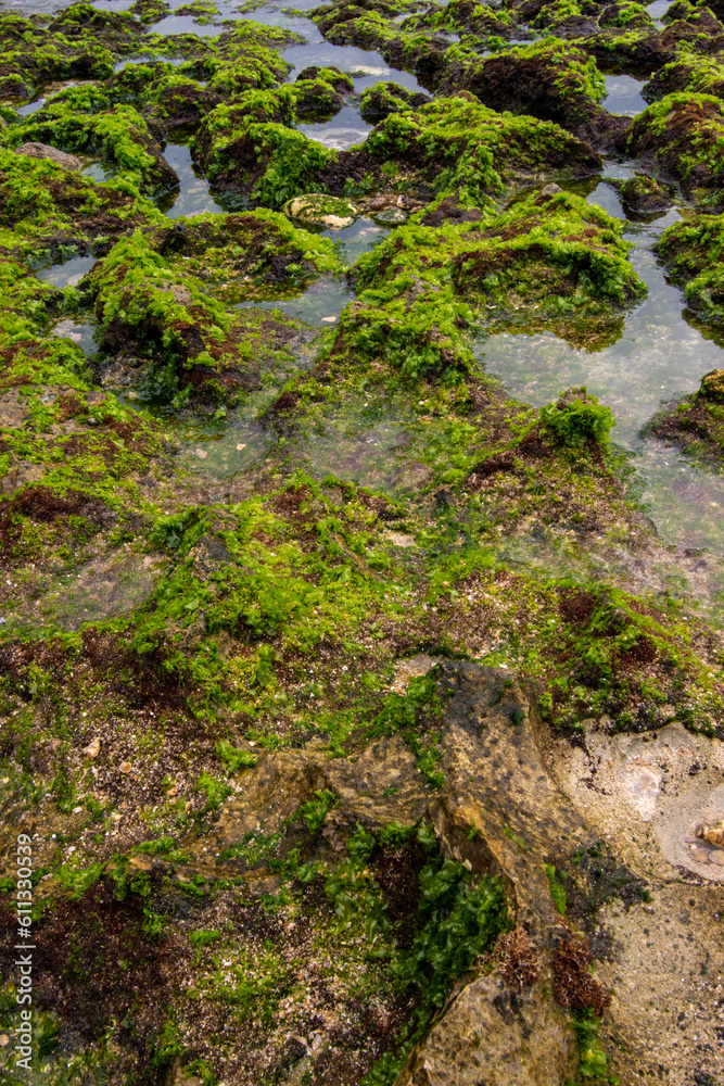The coral on the beach is mossy and has holes The coral on the beach is mossy and has holes
