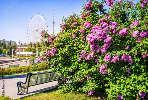 Ferris wheel Sun of Moscow and Ostankino tower and blooming lilacs, VDNKh, Moscow