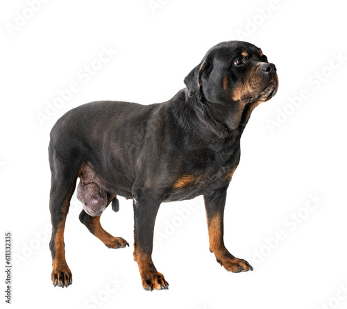 rottweiler tumor in studio