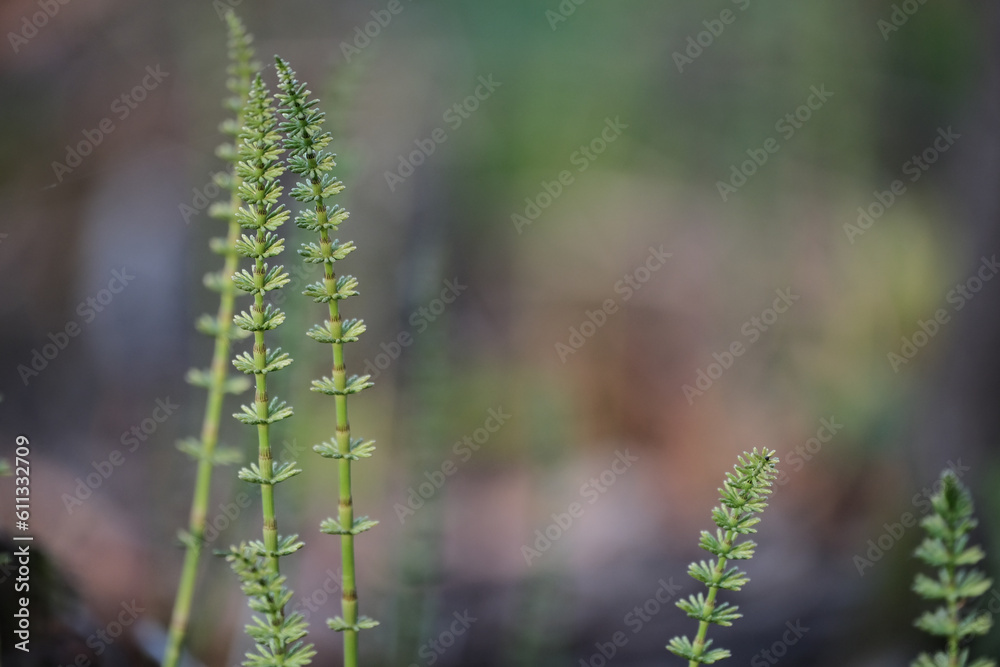 green fresh stems of Horsetail (Equisetum equisetum)