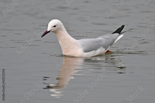 Slender-billed gull // Dünnschnabelmöwe (Chroicocephalus genei) - Mesolongi, Greece