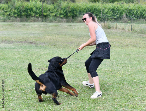 rottweiler training for obedience