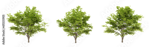 Acer palmatum trees on transparent background, 3d render illustration.