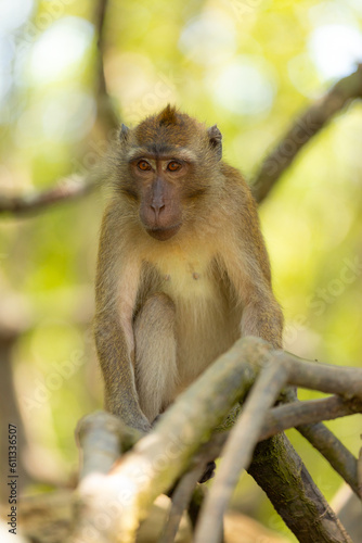 Monkey in forest sitting on a tree