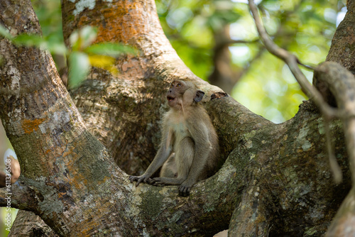 Monkey in forest sitting on a tree