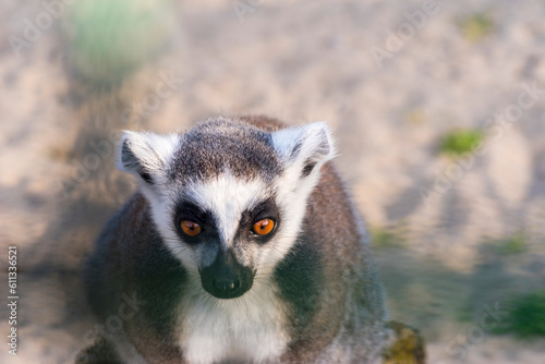 Lemur katta - sympatyczne zwierzę z Madagaskaru o pręgowanym ogonie i puszystym futerku oraz o pomarańczowej barwy oczyma .