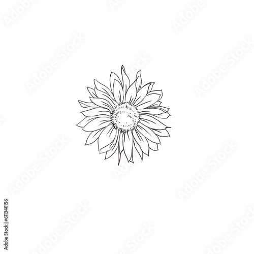 Sunflower. Sun flower illustration. Black and white sun flower illustration.