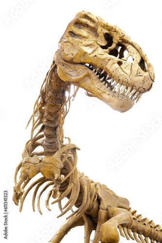 Head of Tyrannosaurus dinosaur skeleton rex statue isolated on white background, full-scale T. Rex model in 22-foot-tall © trongnguyen