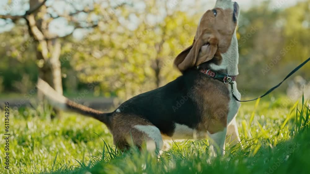 Lovely beagle jumping on leash, green fresh grass.Beautiful dog training on walk Lovely beagle jumping on leash, green fresh grass.Beautiful dog training on walk