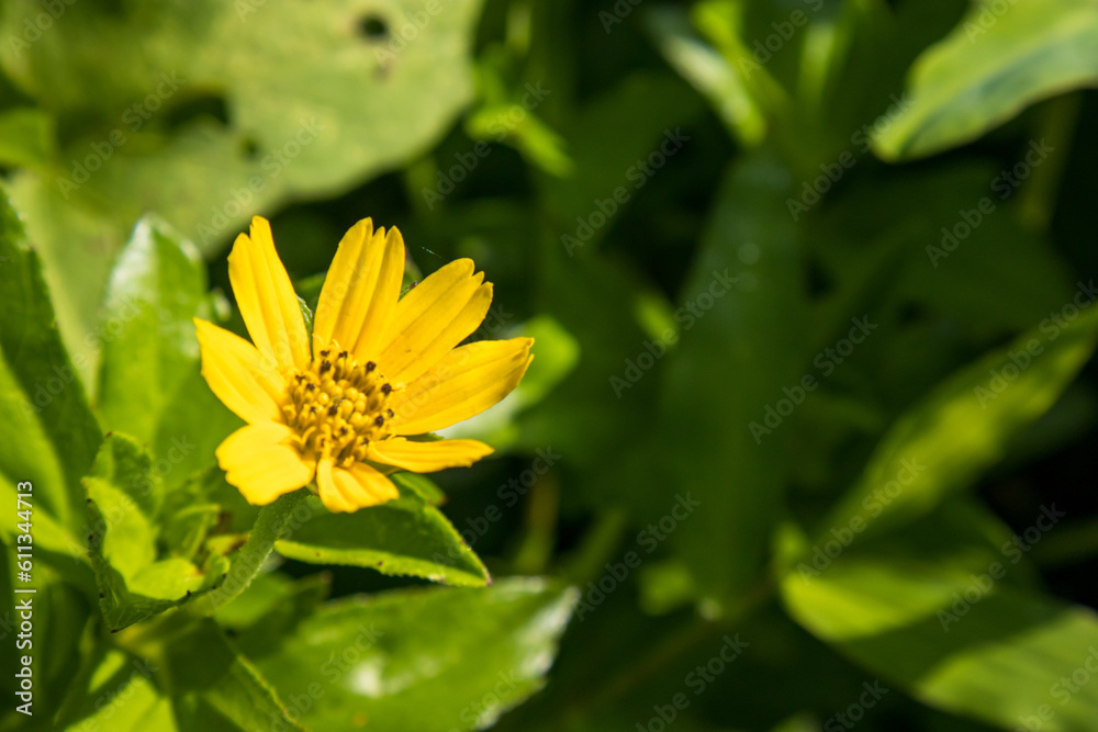 Sphagneticola, a vibrant flower with lush leaves, radiates beauty in the morning sunlight Sphagneticola, a vibrant flower with lush leaves, radiates beauty in the morning sunlight