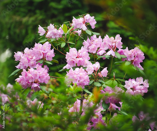rhododendron