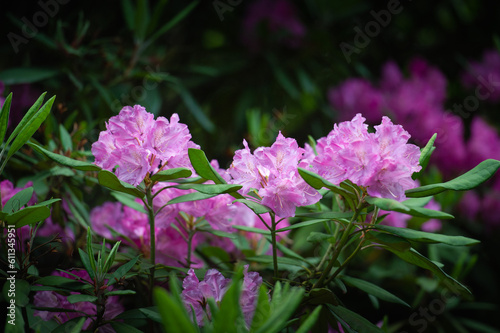 rhododendron