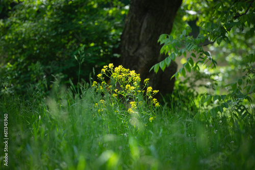  flower and grass
