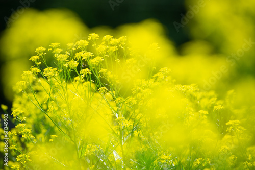 blooming flower